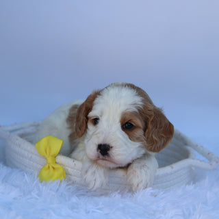 Irvin - Available 10/7