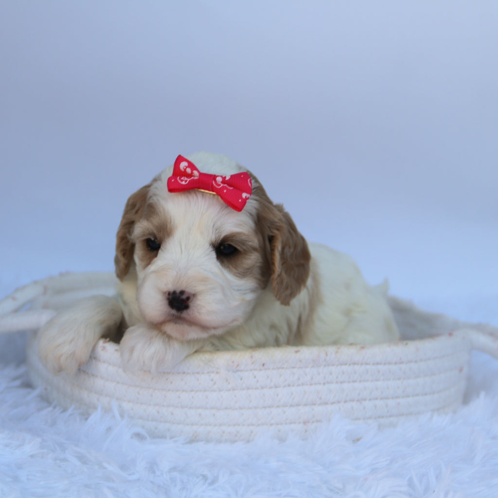 Susan - Available 10/7