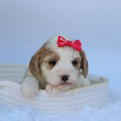 Susan - Available 10/7