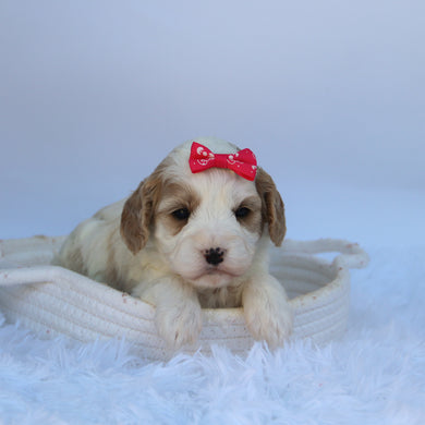 Susan - Available 10/7