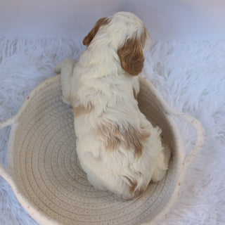 Susan - Available 10/7