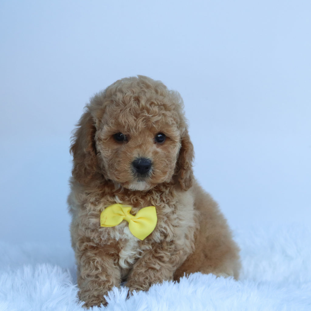 Jasper - Available 10/15