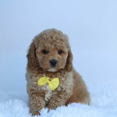 Jasper - Available 10/15