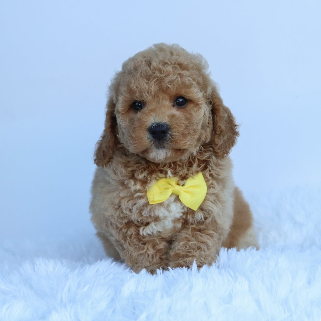 Jasper - Available 10/15