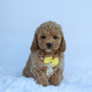 Jasper - Available 10/15