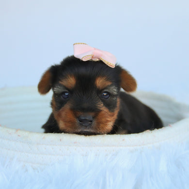 Claudia - Available 11/5
