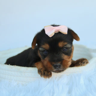 Claudia - Available 11/5