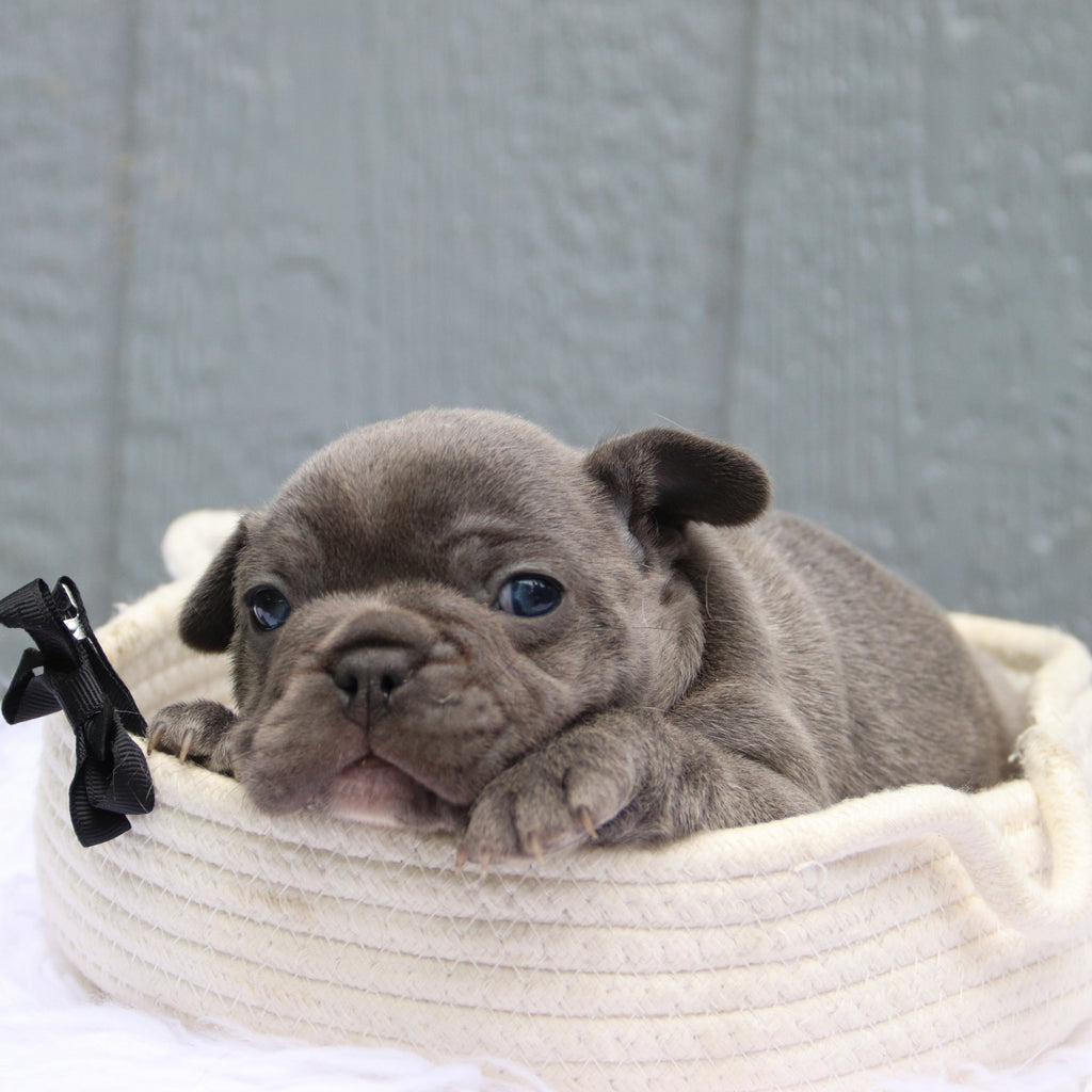 Milo - Available 6/11