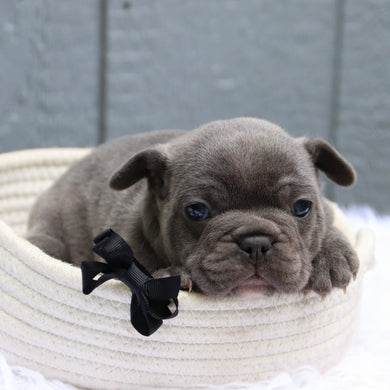 Milo - Available 6/11