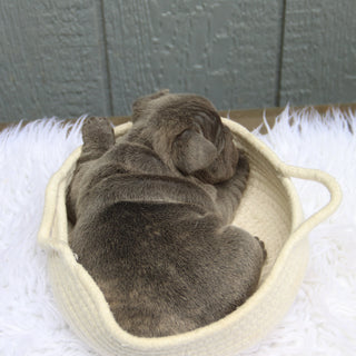 Milo - Available 6/11