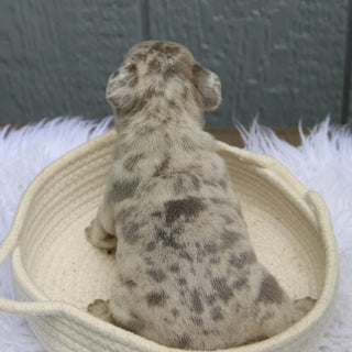 Watson - Available 6/11