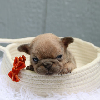 Baylor - Available 6/11