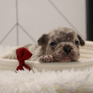 Keno - Available 2/4