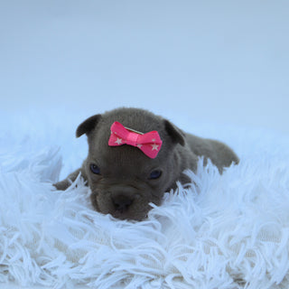 Minnie - Available 9/10