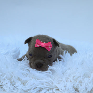 Minnie - Available 9/10