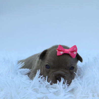 Minnie - Available 9/10