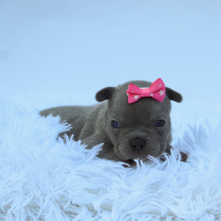 Minnie - Available 9/10