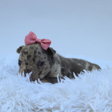 Leah - Available 9/10