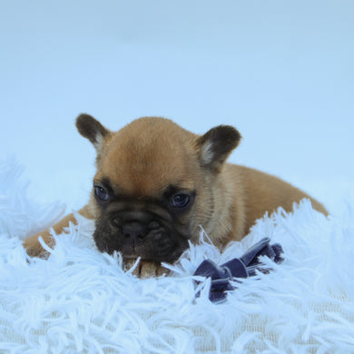 Rowen - Available 9/10