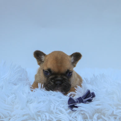 Rowen - Available 9/10
