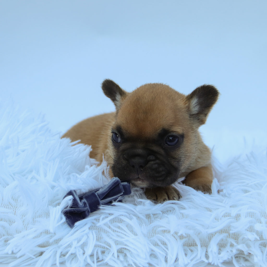 Rowen - Available 9/10