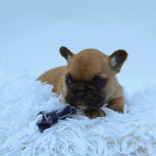Rowen - Available 9/10