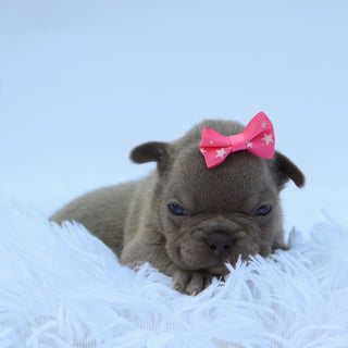 Chloe - Available 9/10