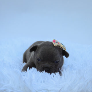 Sabella - Available 9/10