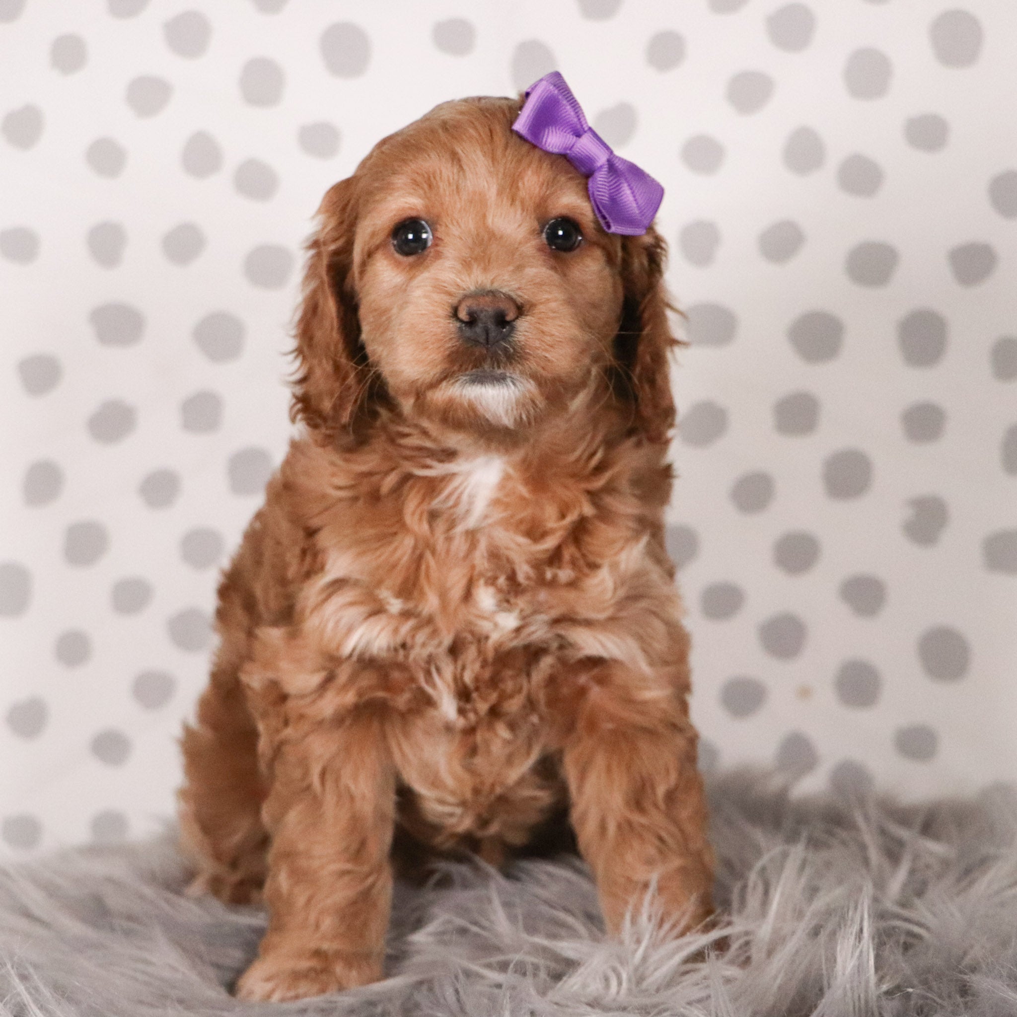 Fran | All Puppies for sale | Happytail Puppies