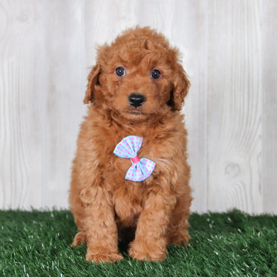 Red mini goldendoodle for hot sale sale