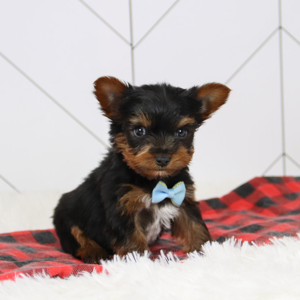 Brett - Available 12/17