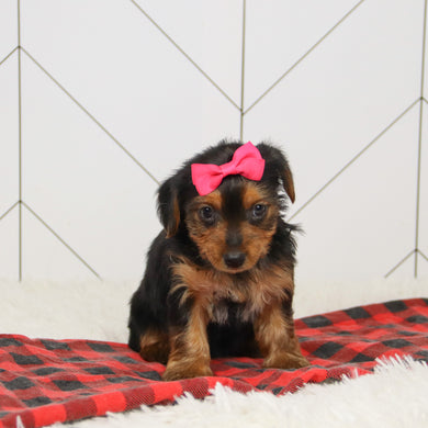 Wanda - Available 12/17