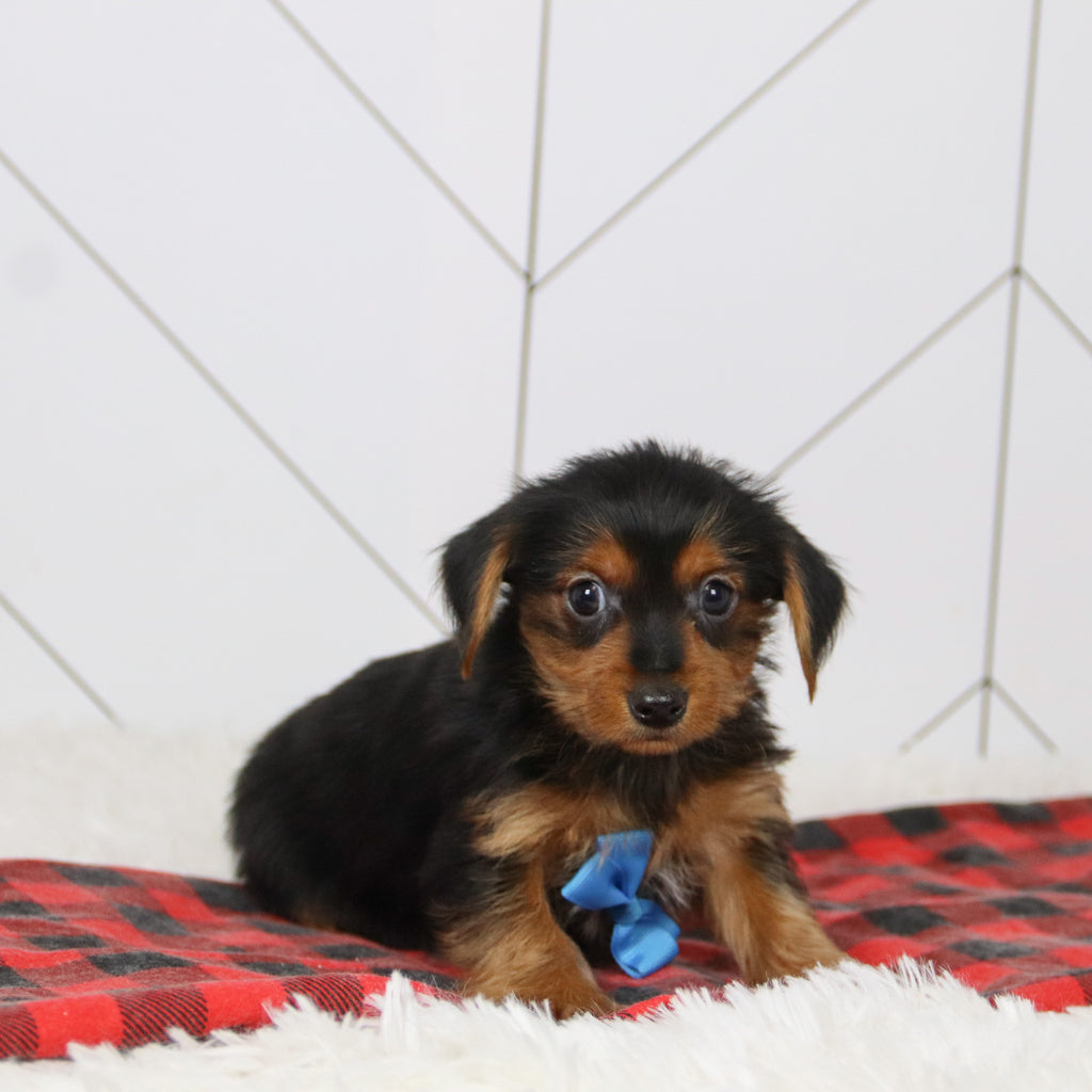 Shay - Available 12/17