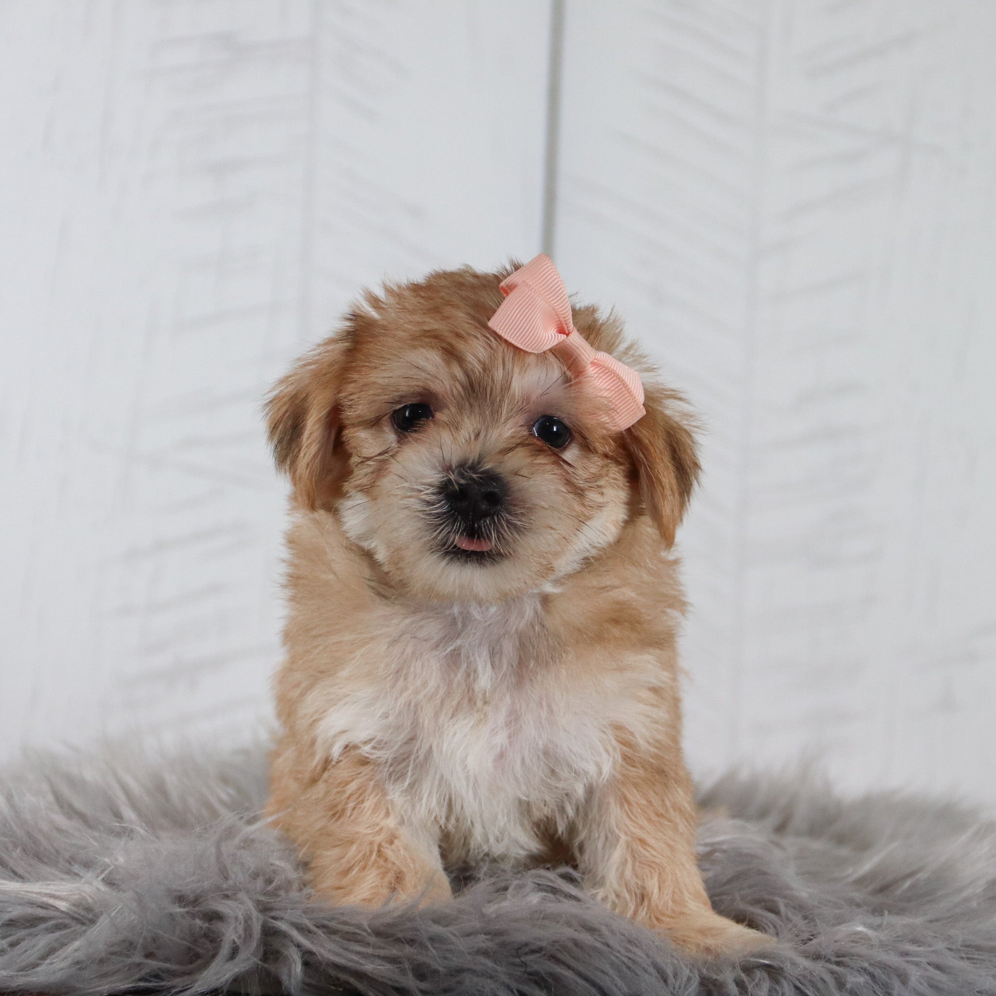 Puppies for sale in Sacramento