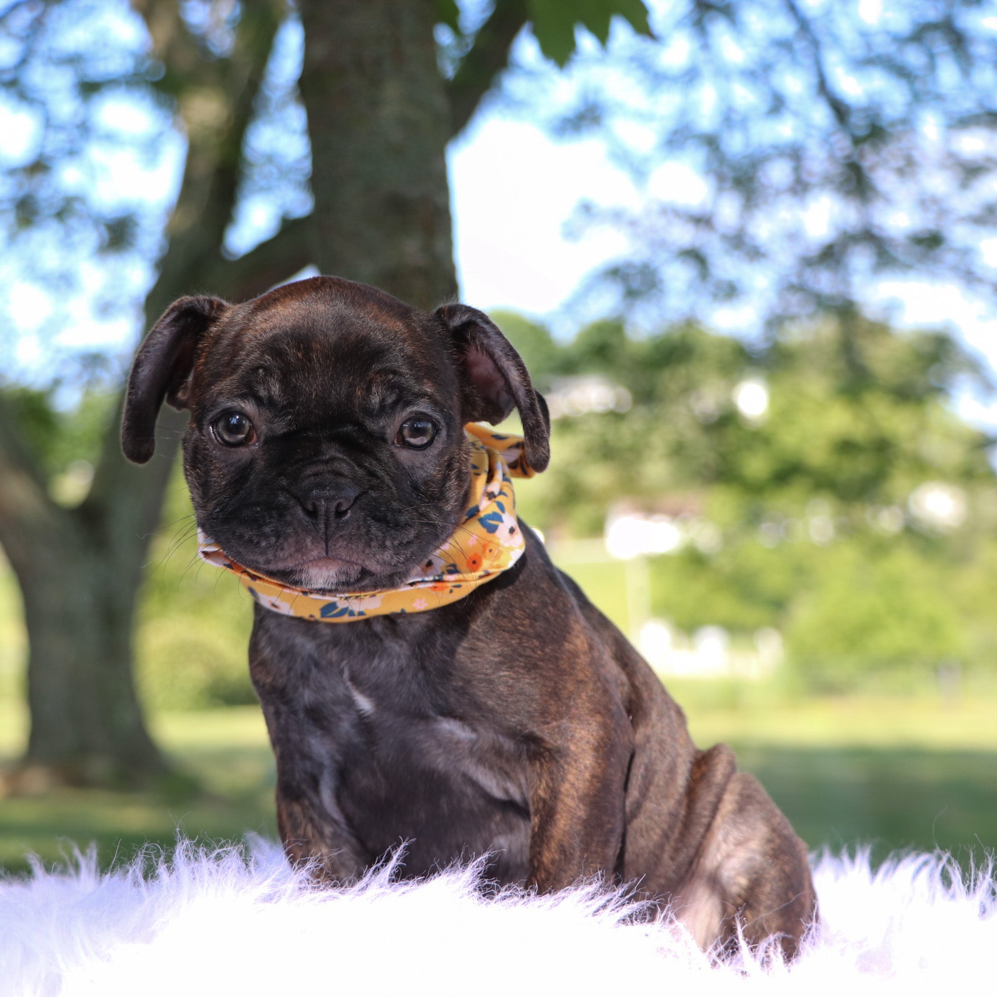 Puppies for sale in San Diego