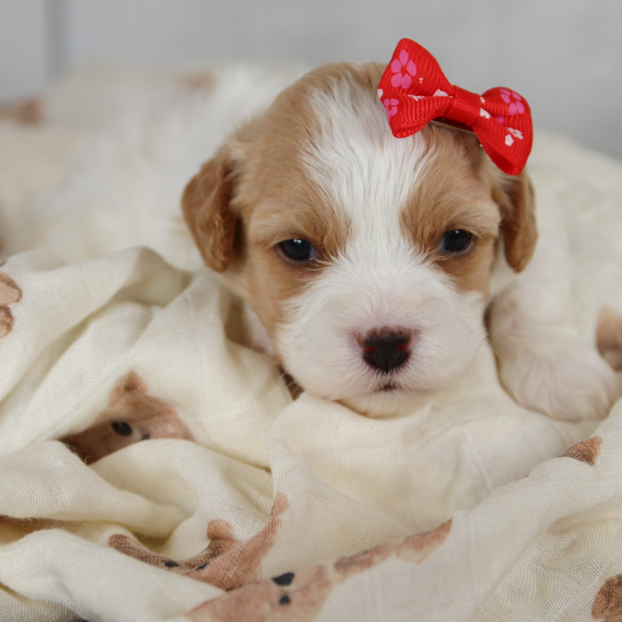 Puppies for sale in El Paso, TX