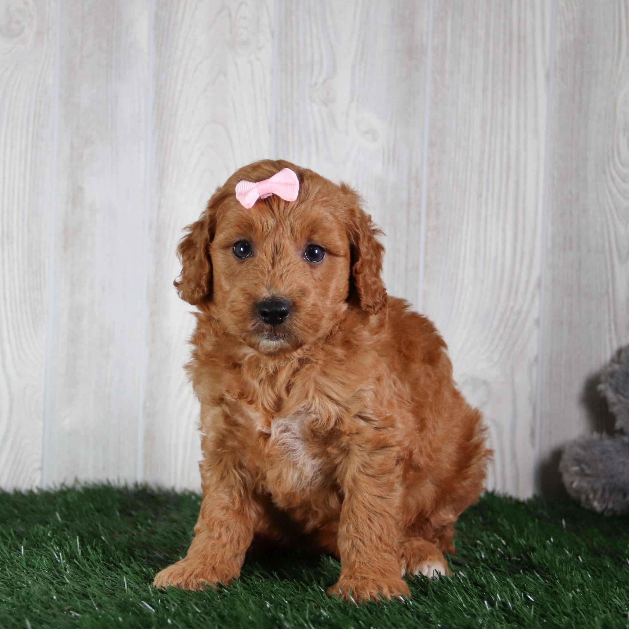 puppies for sale in athens