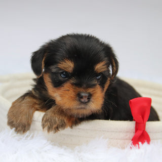 Tooele - Available 11/11
