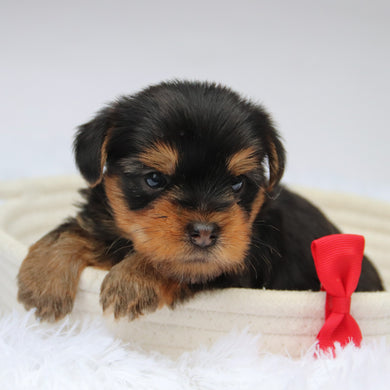 Tooele - Available 11/11