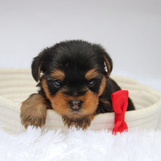 Tooele - Available 11/11
