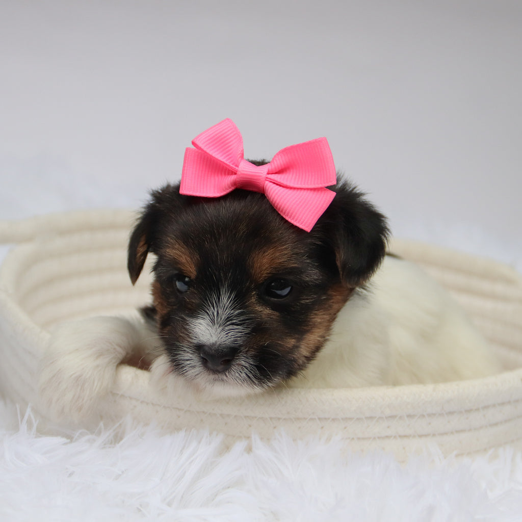 Olivia - Available 11/11
