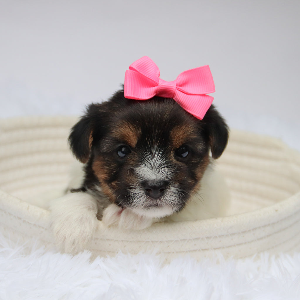 Olivia - Available 11/11