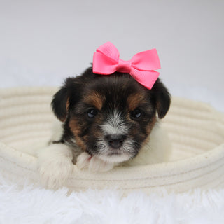Olivia - Available 11/11