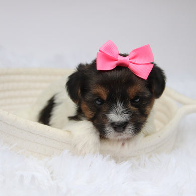 Olivia - Available 11/11
