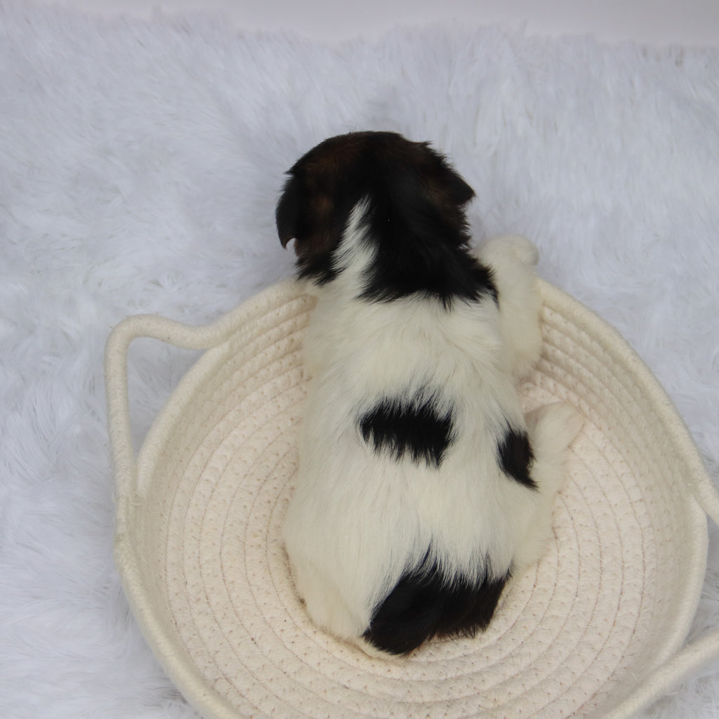 Olivia - Available 11/11
