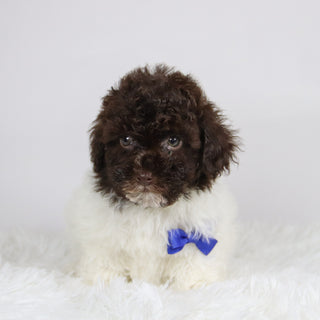 Windy - Available 11/26