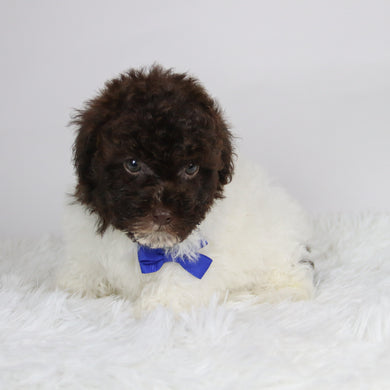 Windy - Available 11/26