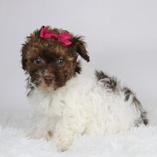 Izzie - Available 11/26