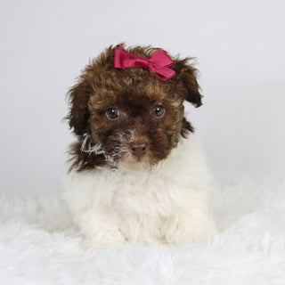 Izzie - Available 11/26