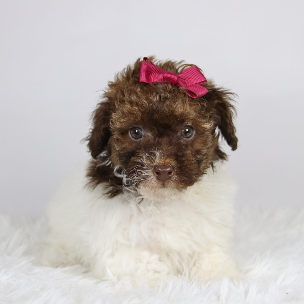 Izzie - Available 11/26